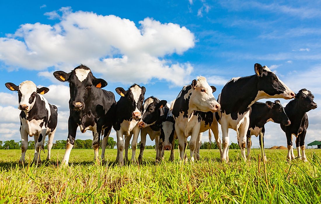 A group of cattle in a field. 