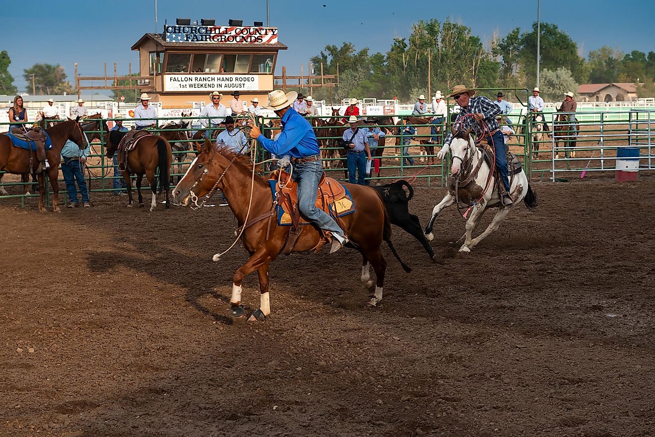 Wrangling rodeo cowboys in Fallon, Nevada. Image: TLF Images / Shutterstock. 