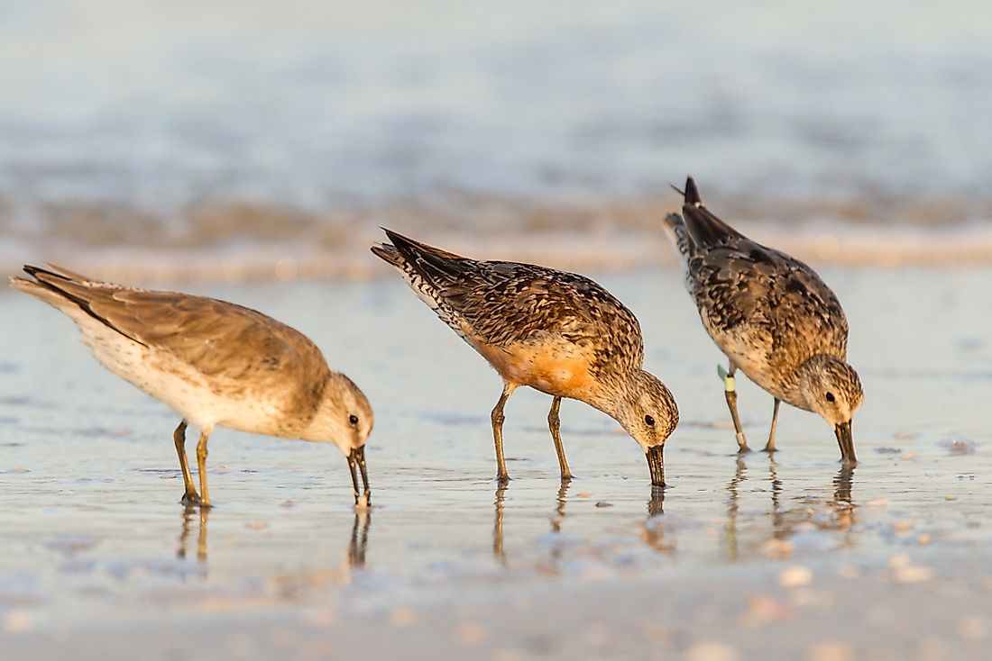 Red knots feeding on the beach. 