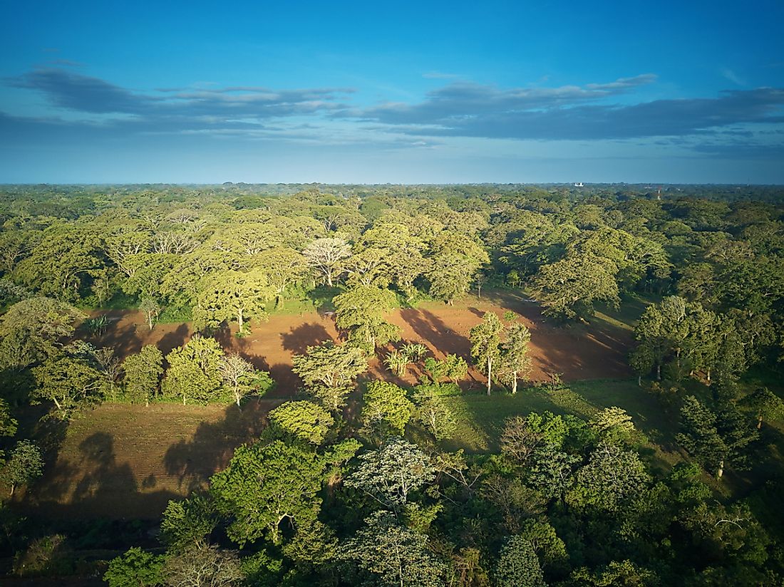Forested land in Nicaragua. 