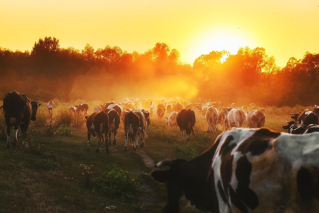 Humans and their backyard and barnyard companions dominate the earth's surface today. Image credit:  Feel good studio/Shutterstock
