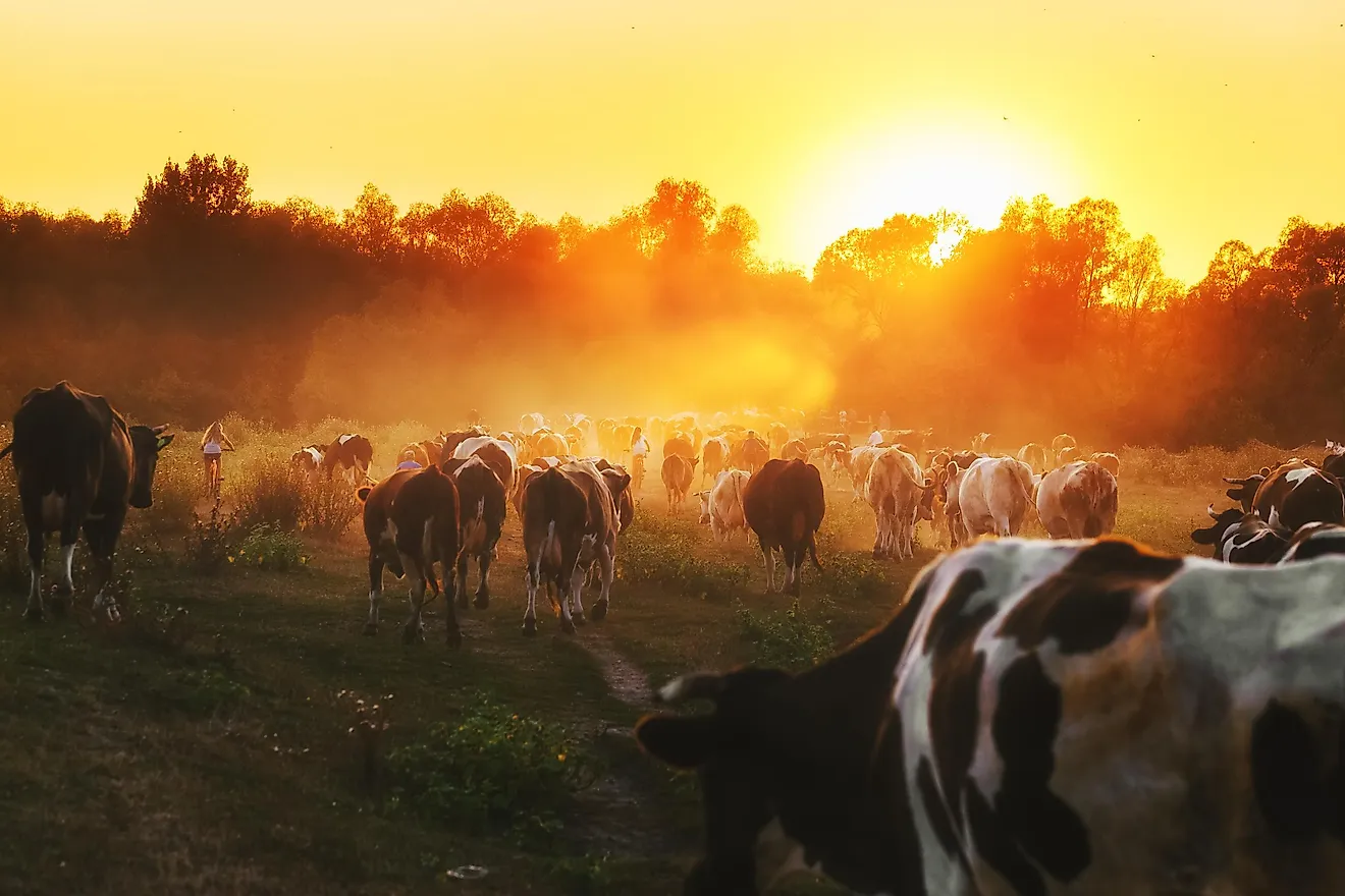 Humans and their backyard and barnyard companions dominate the earth's surface today. Image credit: Feel good studio/Shutterstock