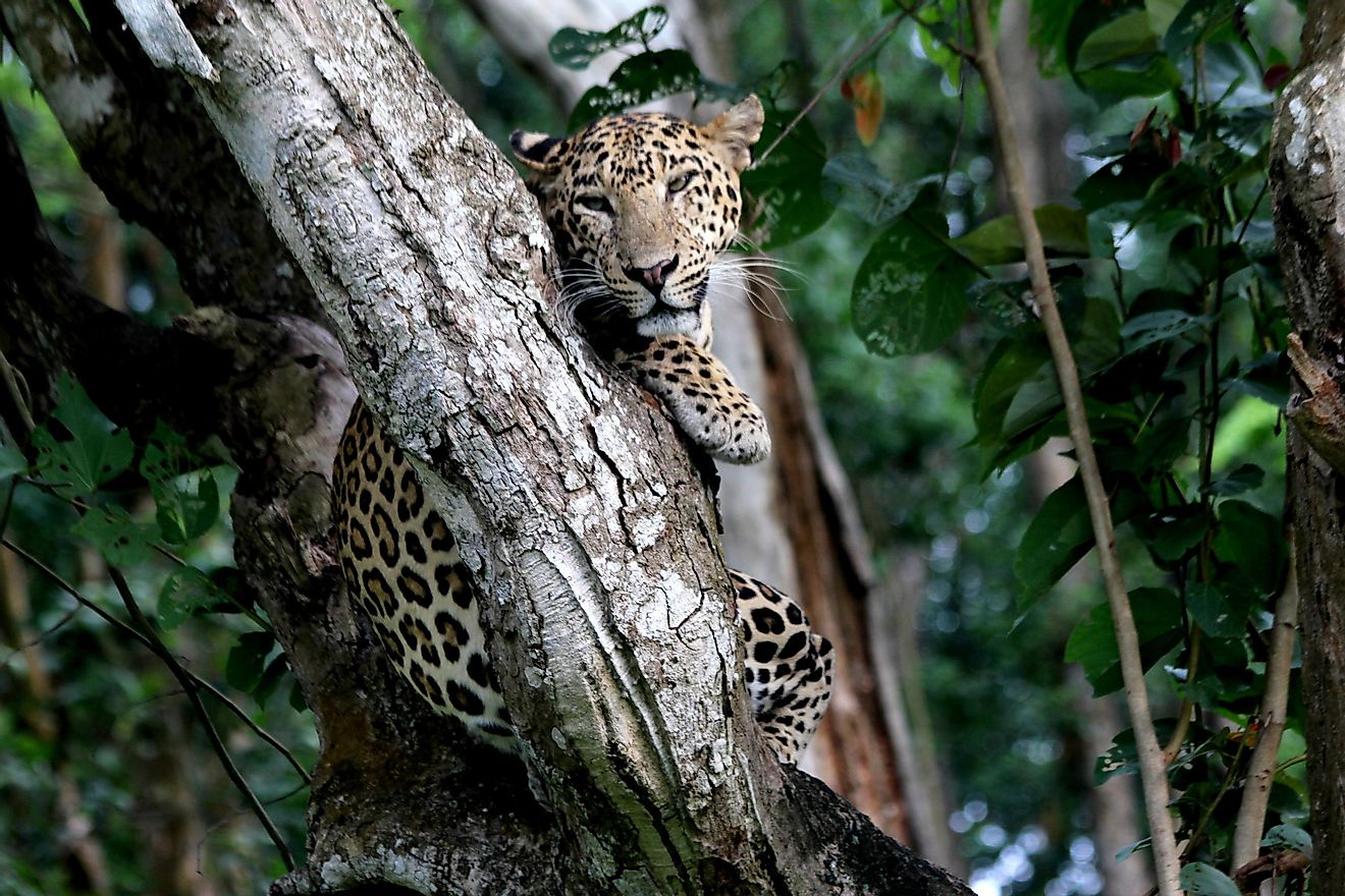 A leopard is seen at the Kabini Wildlife Sanctuary, Karnataka. Photo credit: Nilanjan Roy Chowdhury.