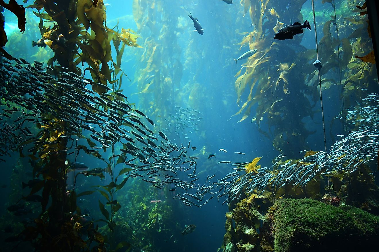 Kelp forest ecosystem.