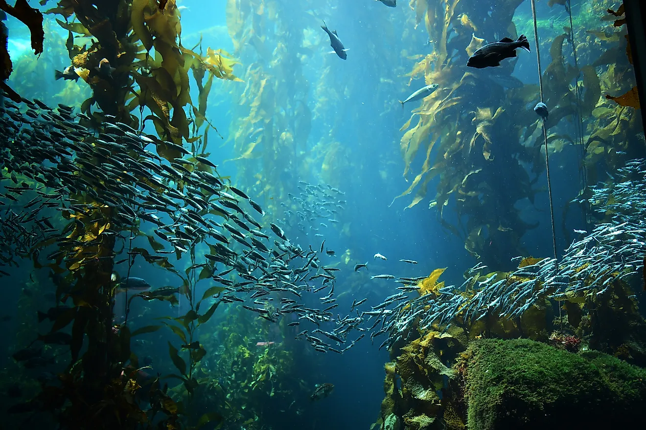 marine biome kelp