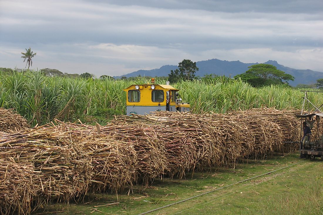 Sugarcane crops in Fiji. 