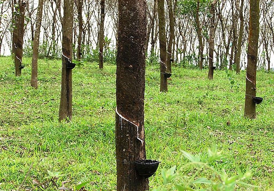 A rubber plantation in Kerala, India.