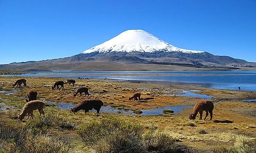 Llamas and alpacas at Lauca National Park, with Parinacota Volcano in the background.