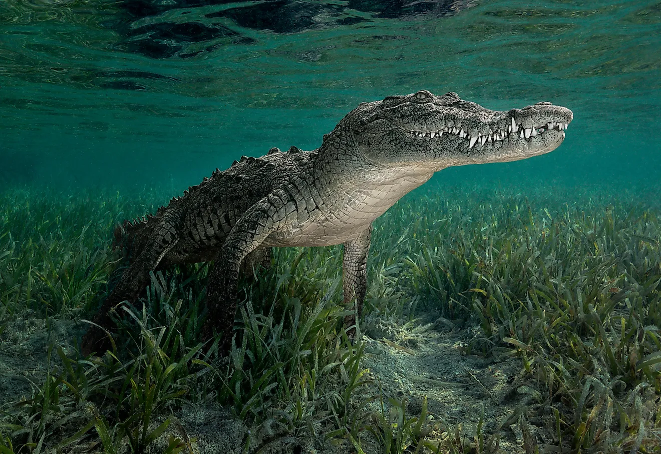 Eye level with a Cuban crocodile (Crocodylus rhombifer) near the surface. Via Shutterstock / David Keep.