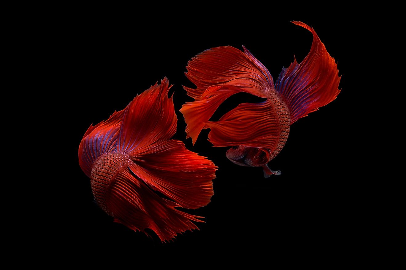 Two betta fish, siamese fighting fish (Halfmoon betta )isolated on black background. Image credit: Hoang Trung Hon/Shutterstock.com