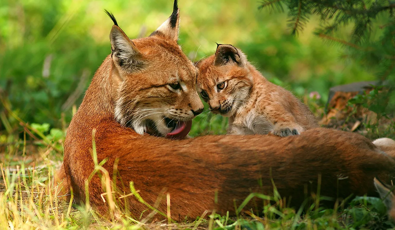 A female European lnyx with its cub.