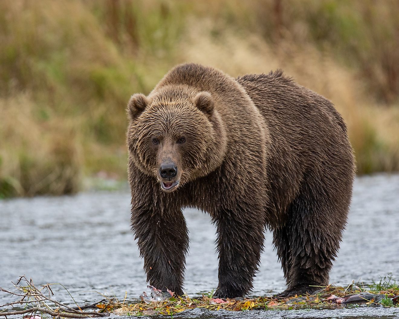 Kodiak Brown bear on Kodiak Island, Alaska. 