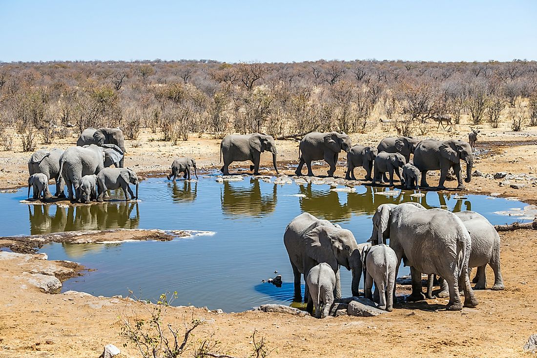 Elephants in Etosha National Park. 