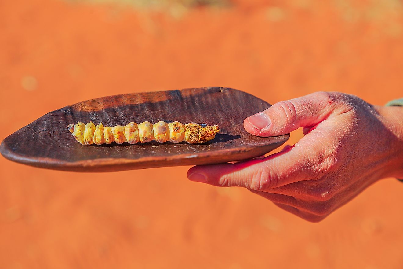 Grilled Witchetty grub larvae. Image credit: Benny Marty/Shutterstock.com