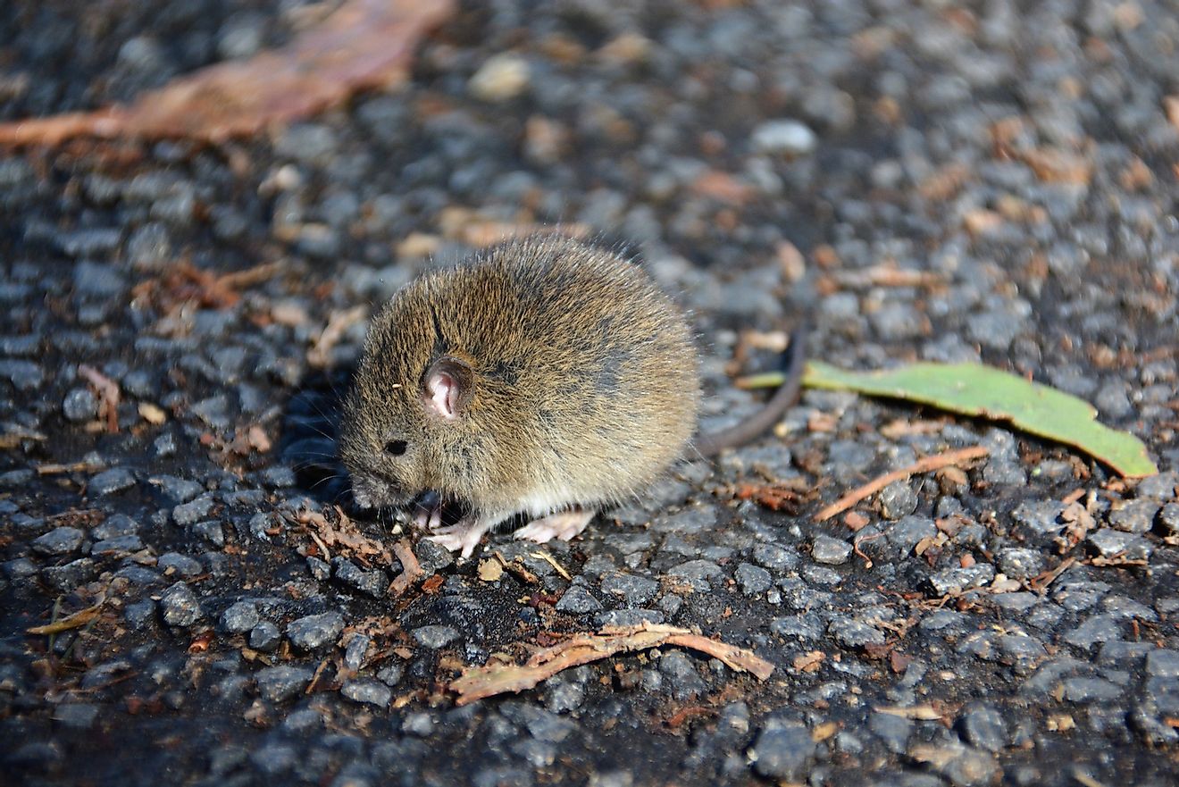 House mouse (Mus musculus) on Haleakala in Maui, Hawaii. Image credit: Amy Olson/Shutterstock.com