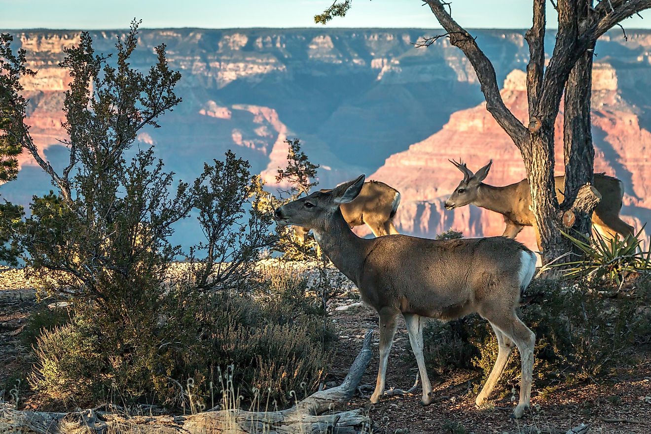 Deer are walking at Grand Canyon National Park, Arizona USA