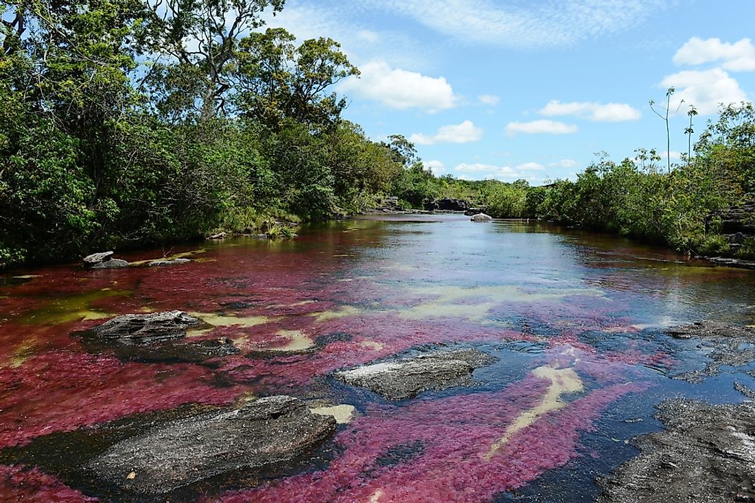 The River of Five Colors in Colombia. 