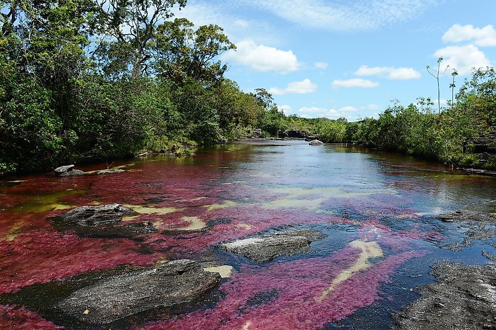 The River of Five Colors in Colombia. 