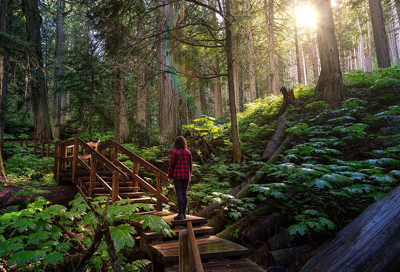 Wooden Pathway in the Rain Forest during a vibrant sunny day. Taken on Giant Cedars Boardwalk Trail in Mt Revelstoke National Park, British Columbia, Canada.