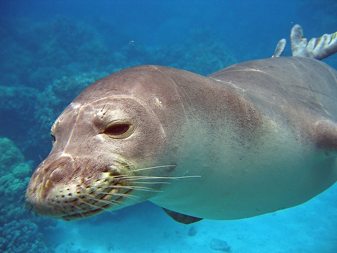 A Hawaiian monk seal. Image credit: Sophiebalanay18/Shutterstock.com