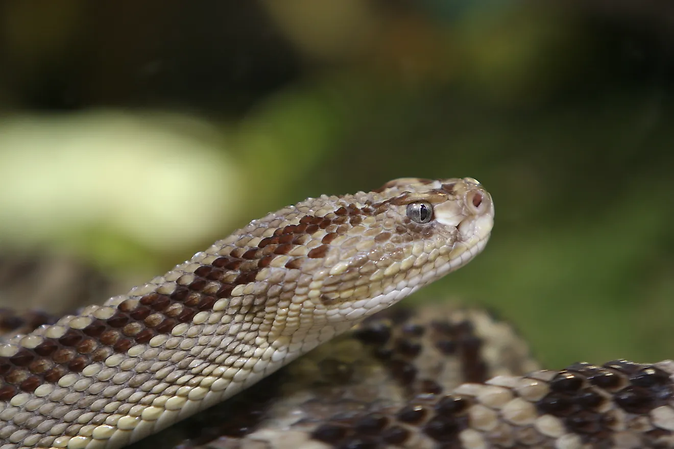 A neotropical rattlesnake (Crotalus durissus)