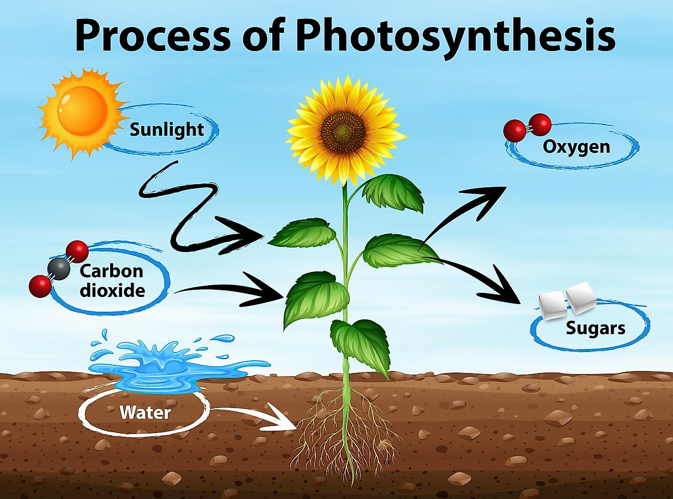 A diagram showing the process of photosynthesis. 