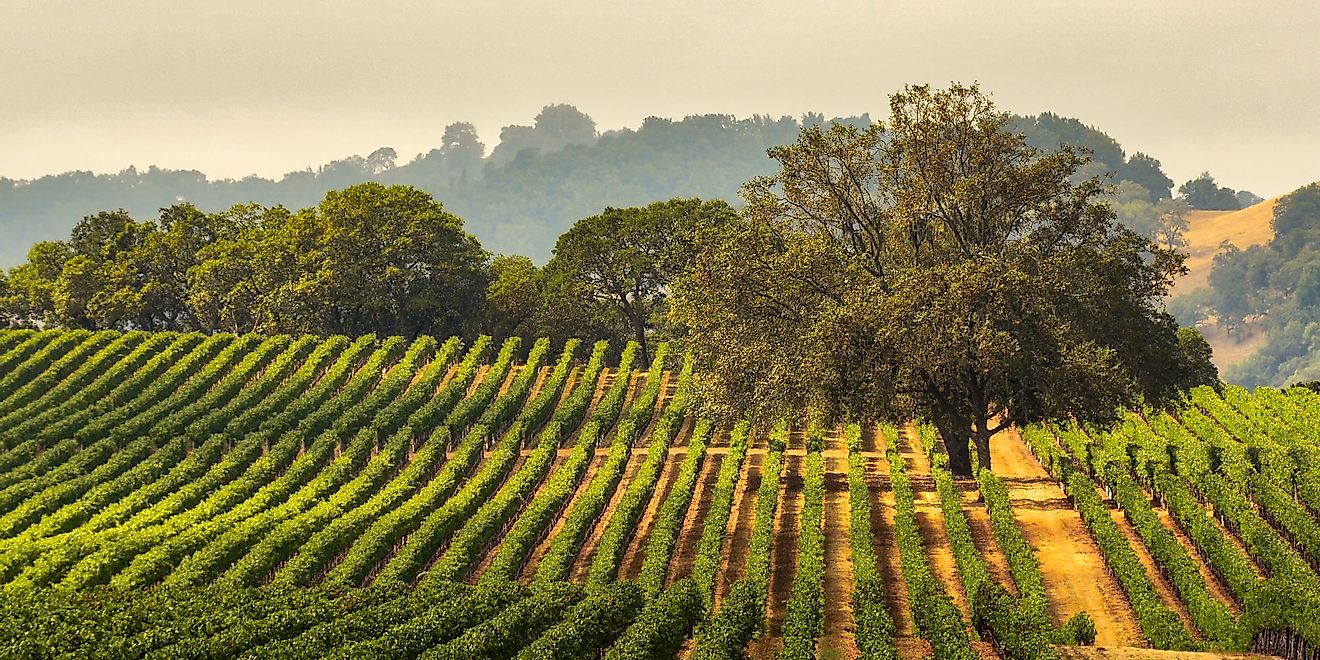 Panorama of a vineyard with oak tree, Sonoma County, California. 