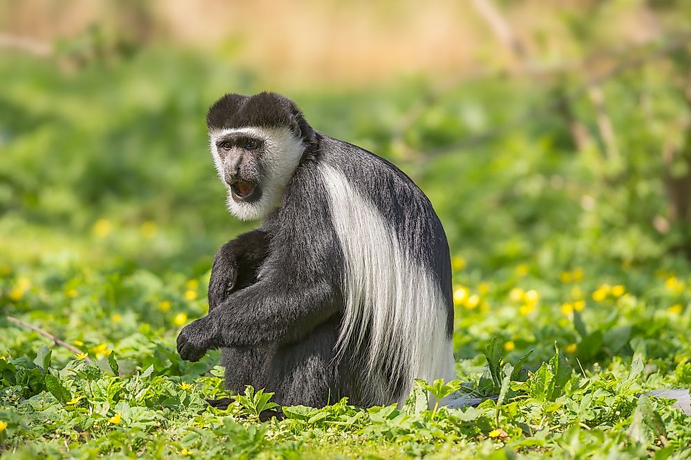 A mantled guereza in Nigeria.
