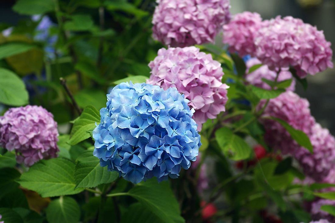 Hydrangea flowers. 