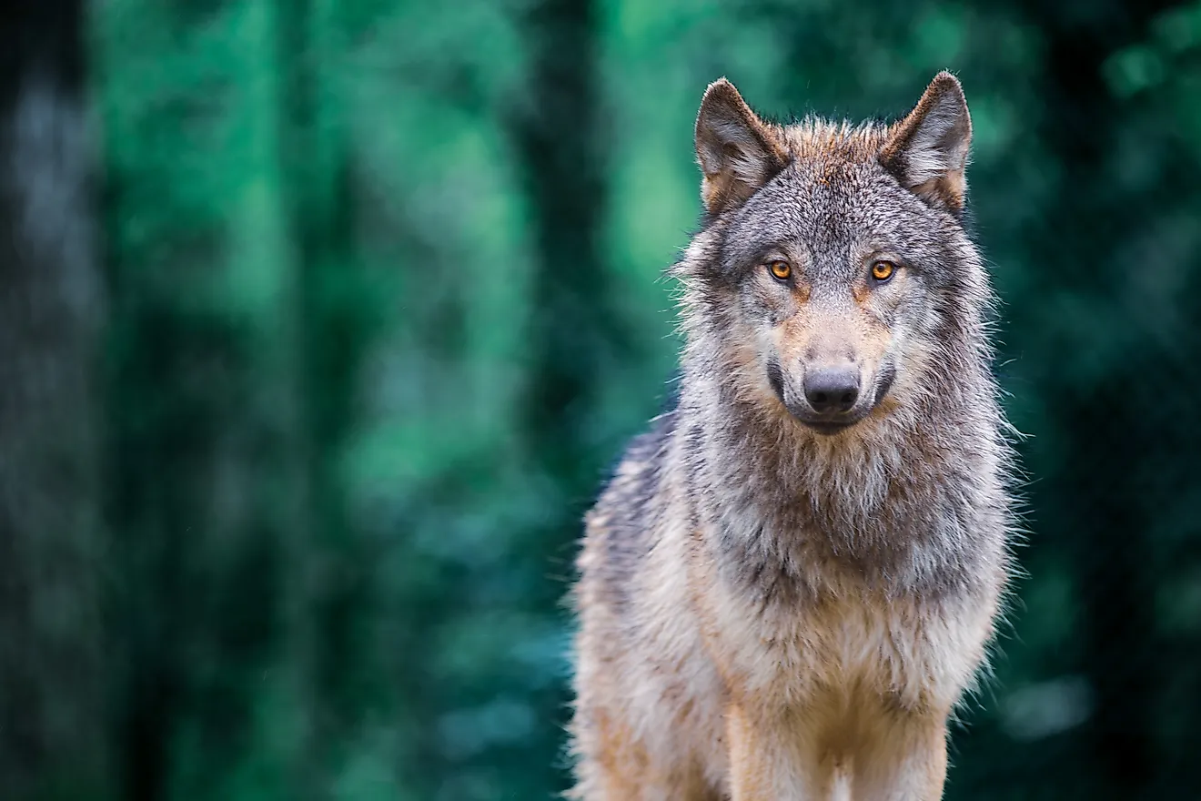 Gray wolf (Canis Lupus). 