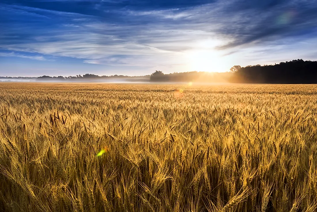 Kansas leads the US in wheat production.