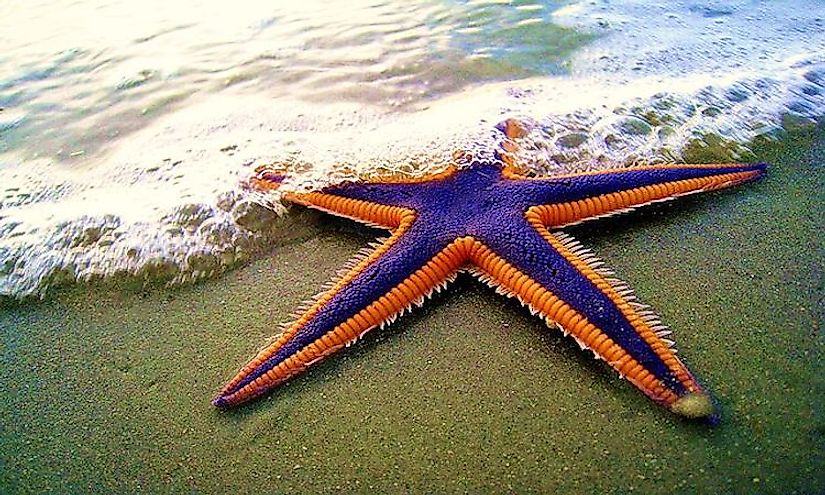 Starfish are not fish but echinoderms with a central disc and five radiating arms.