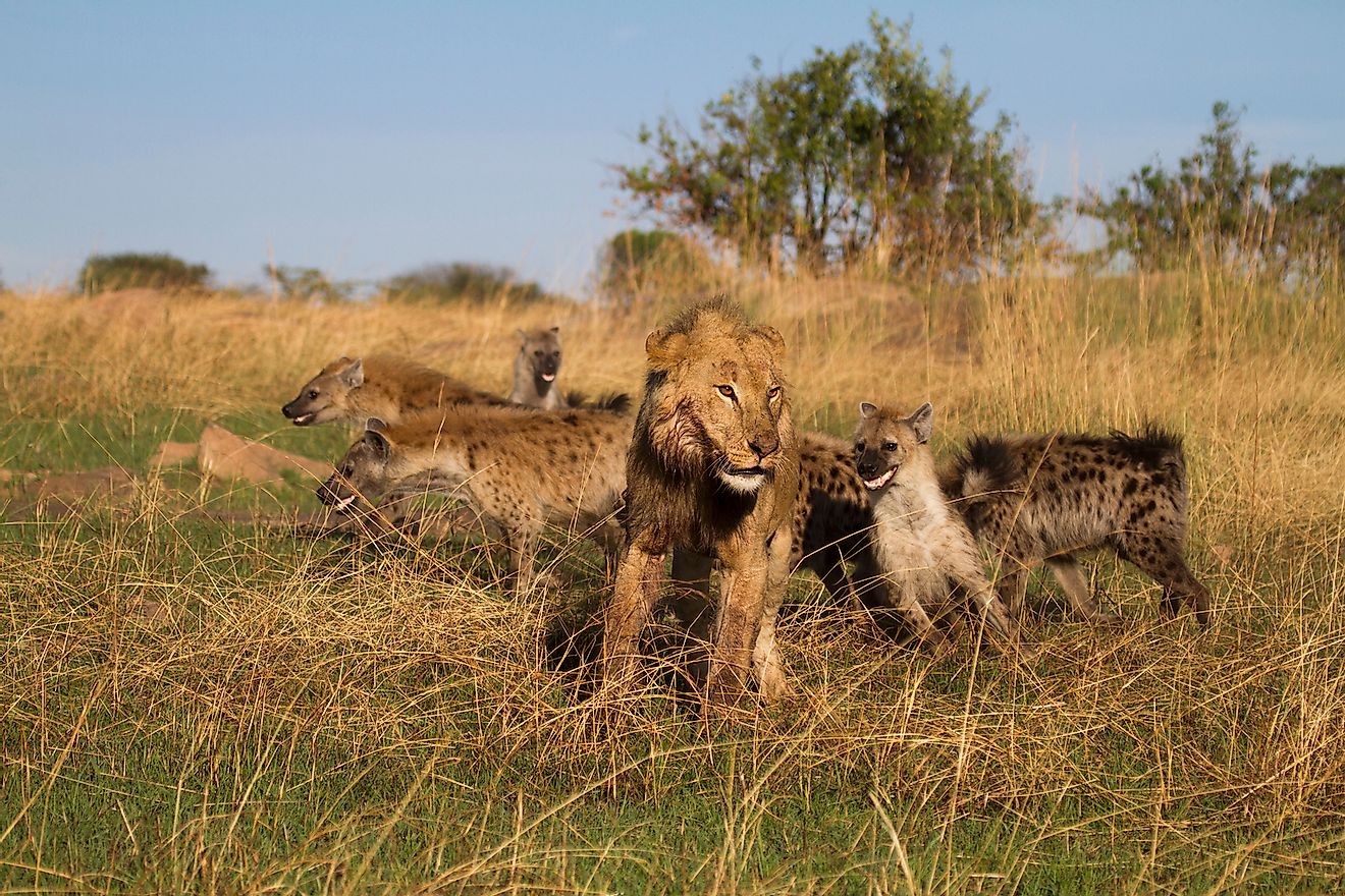 Lion and Hyenas battle over a warthog kill. Image credit: Mark Sheridan-Johnson/Shutterstock.com