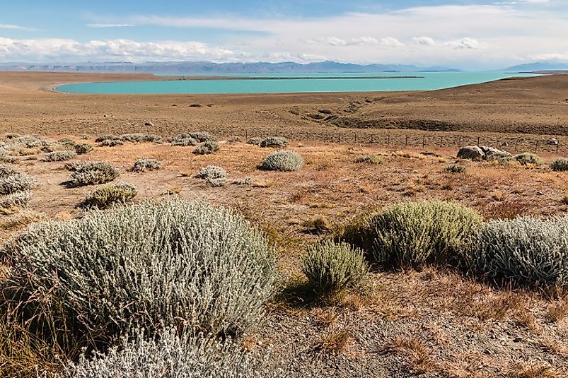 Steppe habitats in the Argentine portion of the Patagonian Desert.