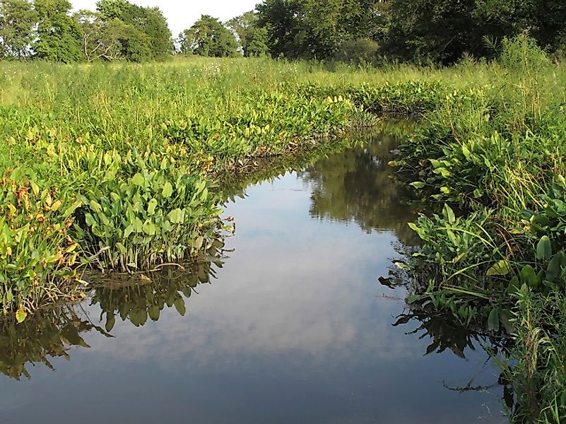 Lush Nanticoke River marshlands.