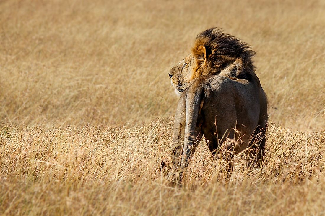 An East African lion in the wild. 