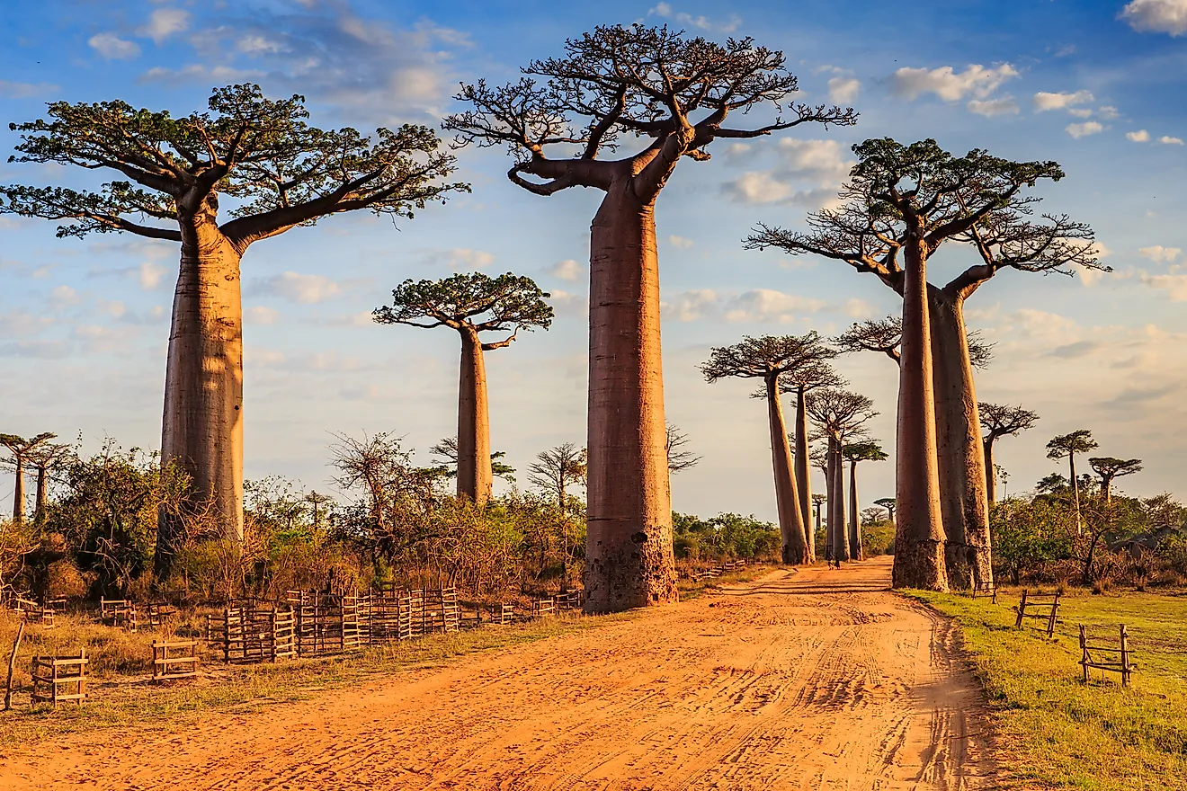 Beautiful Baobab trees at sunset at the avenue of the baobabs in Madagascar. Image credit: Vaclav Sebek/Shutterstock.com