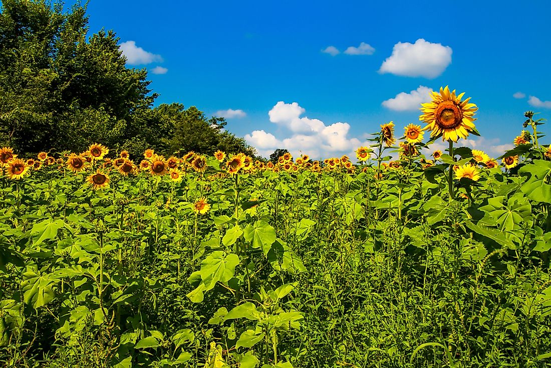 Sunflowers in Kansas. 