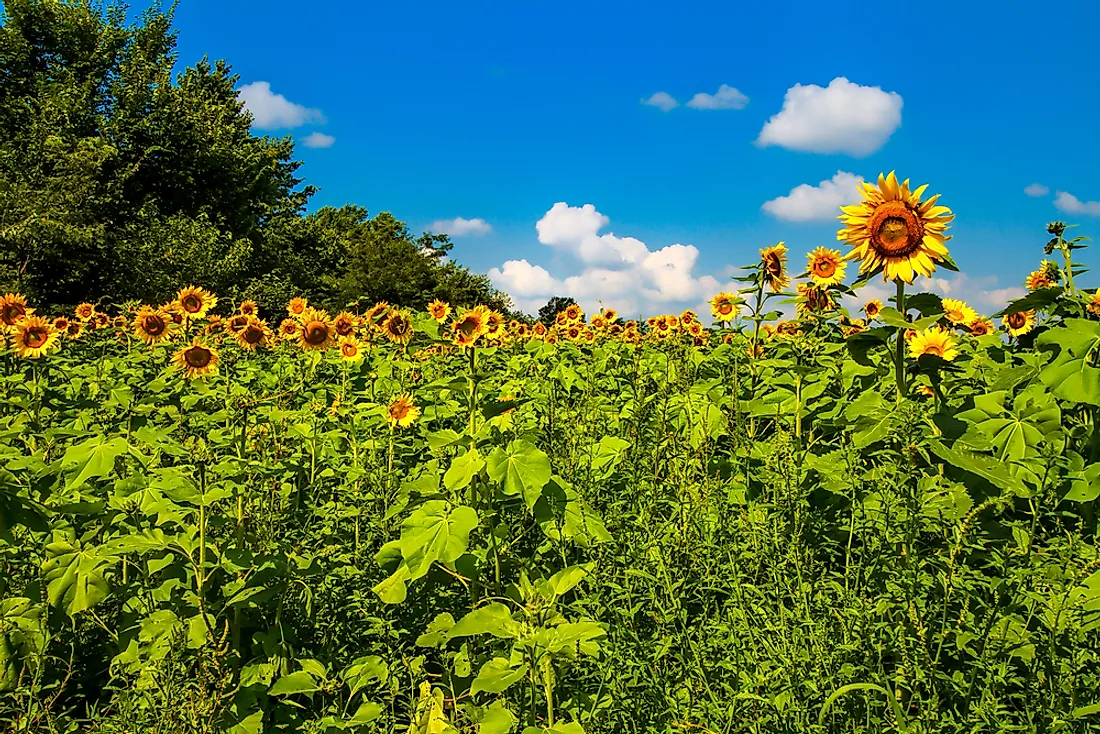 Sunflowers in Kansas.