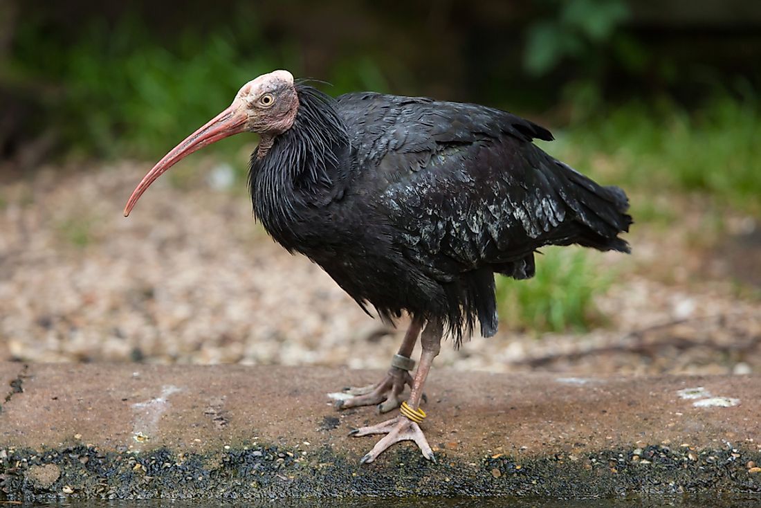 The northern bald ibis is critically endangered. 