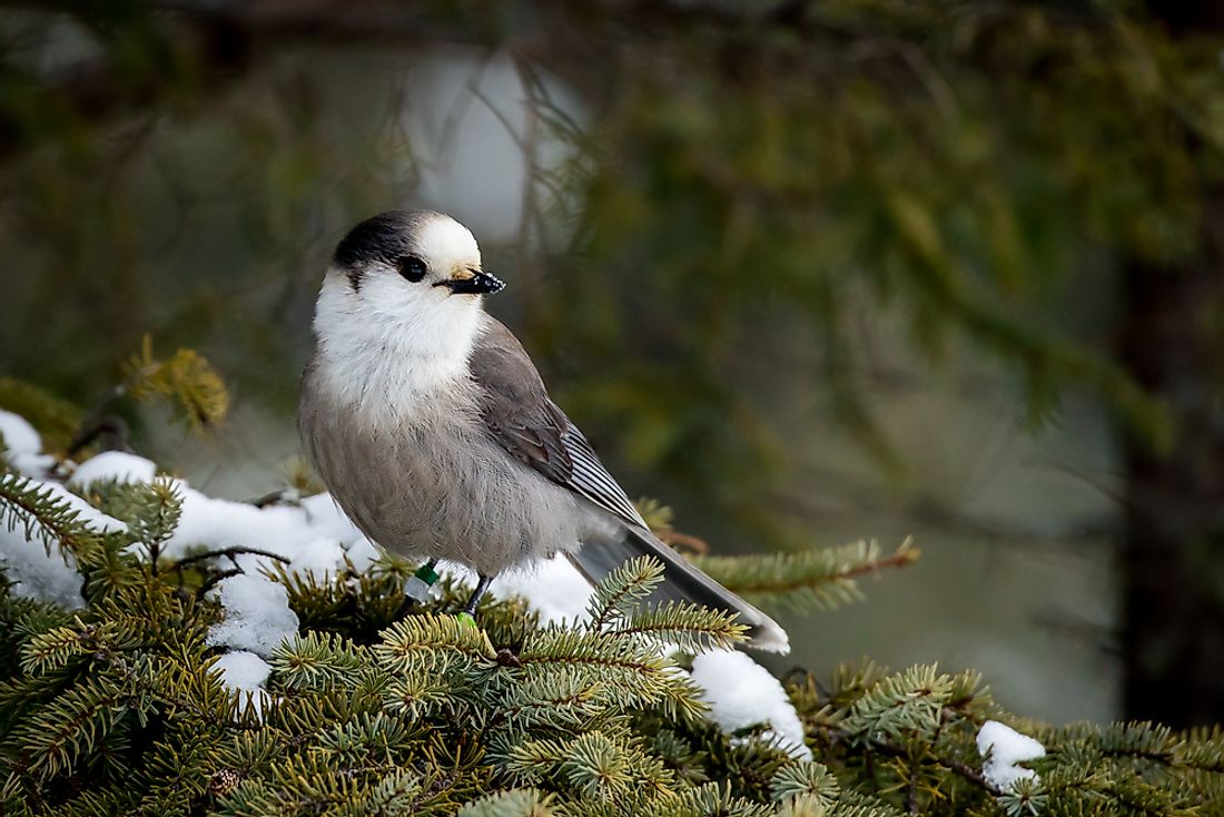 The gray jay has been determined by the National Geographic of Canada to be the national bird of Canada. 