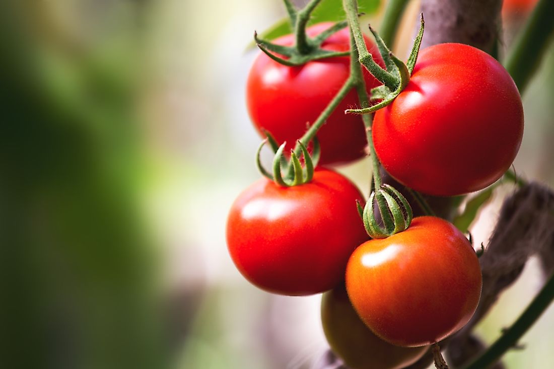 Tomatoes are popular in many types of cuisine around the world. 