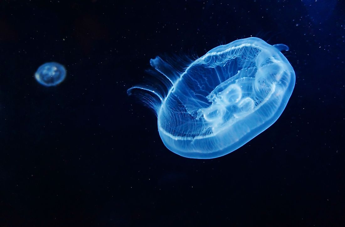 A group, or "smack," of Moon Jellyfish.