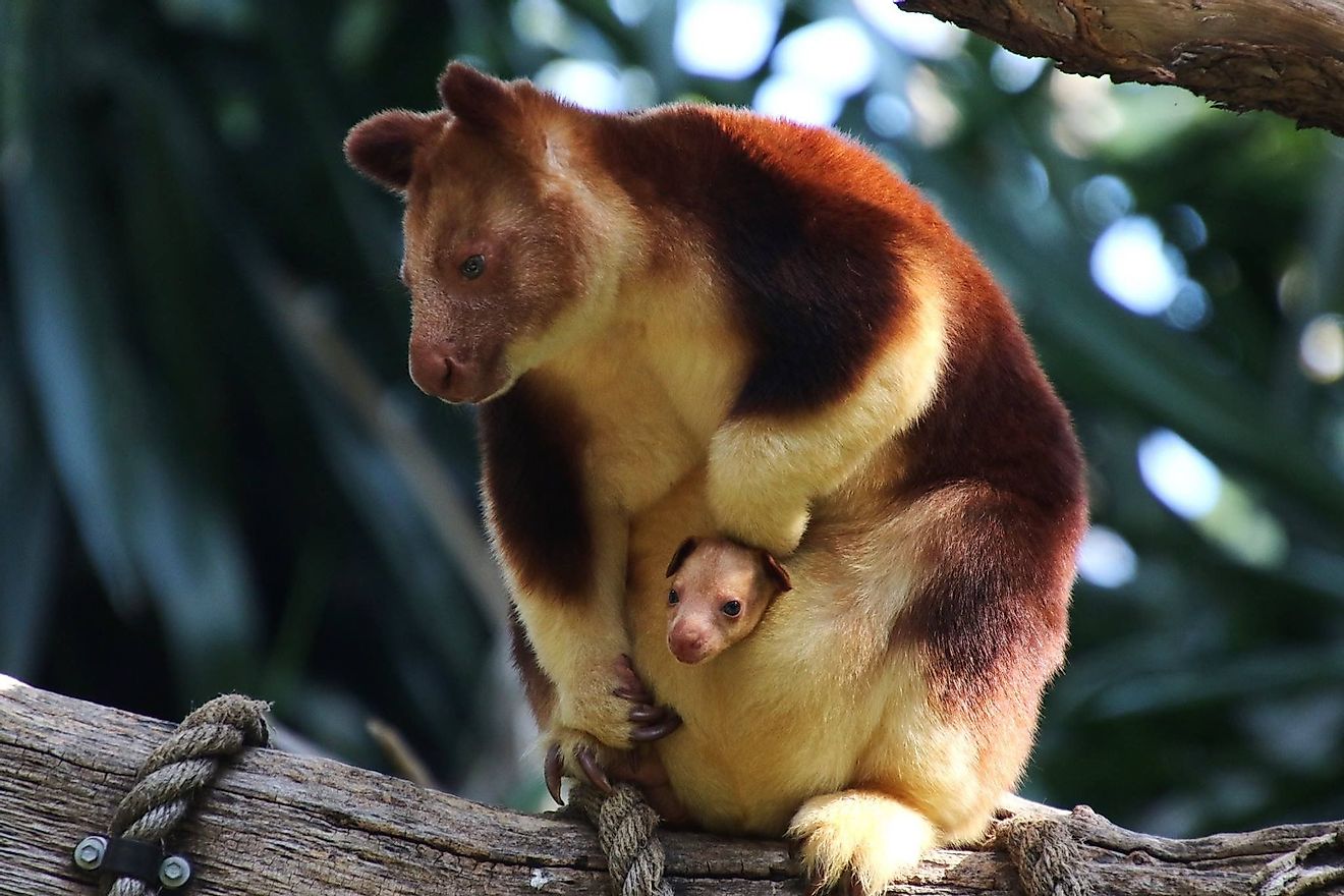 As the name suggests, the tree kangaroo is an arboreal marsupial. Image credit: Pinterest.com 