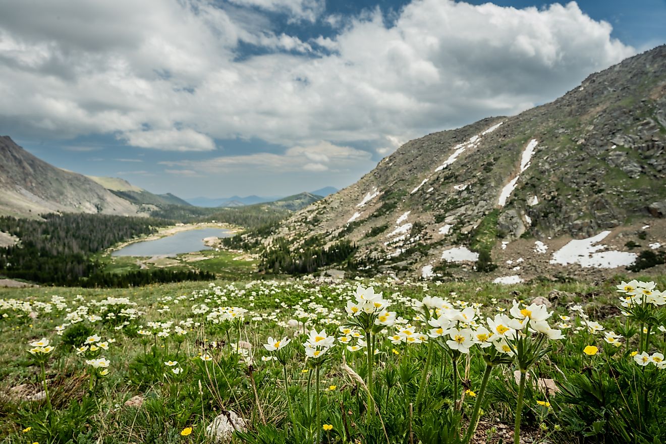 Field of Trollius Laxus Wildflowers Overlooking Lawn Lake in Rocky Mountain National Park