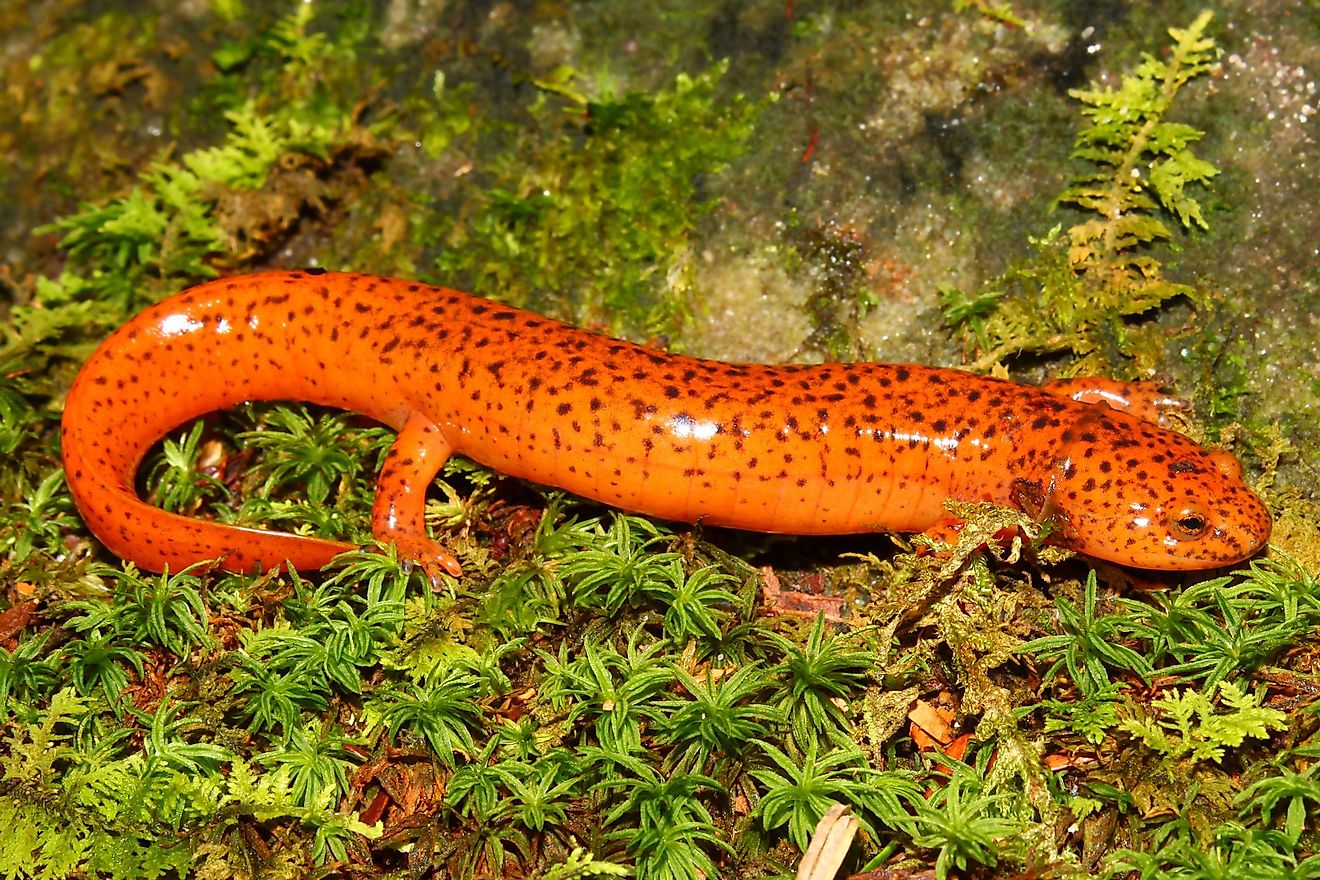The northern red salamander is a reddish-orange, similar to that of West Virginia’s sugar maple trees in the fall.