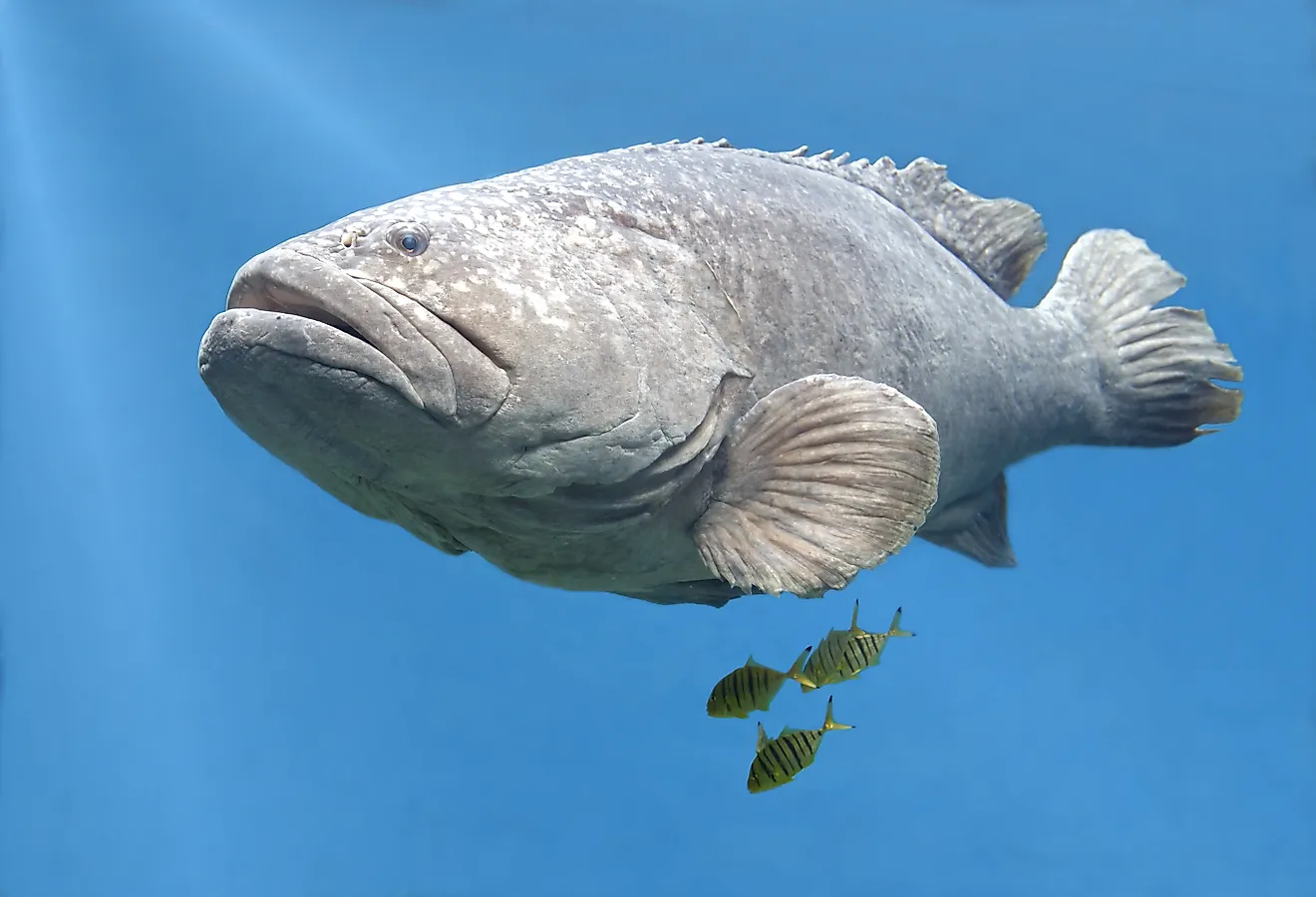 A goliath grouper (Epinephelus itajara)