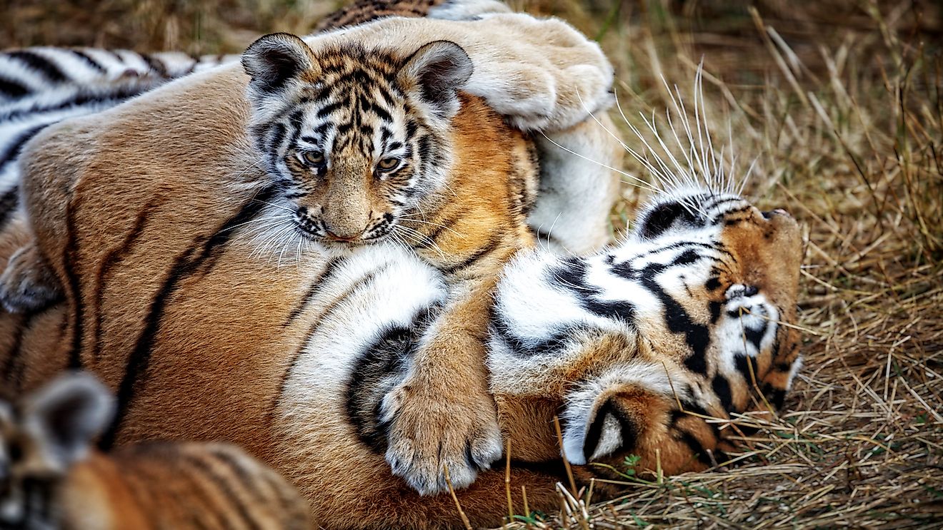 Female tigers are very protective of their cubs and would go to great extents to keep them safe.