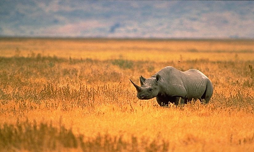 A rhino in the Manovo-Gounda St. Floris National Park.