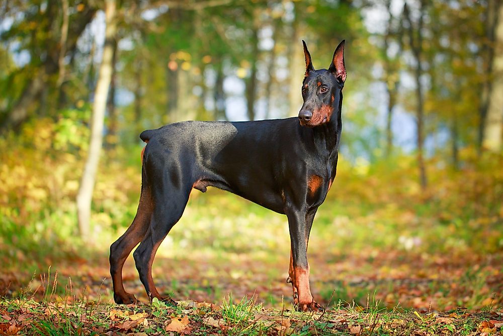 Doberman pinscher.